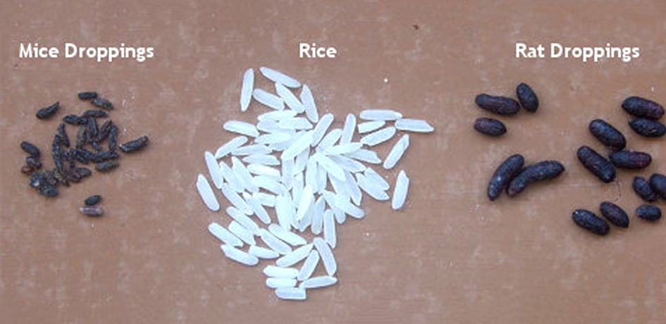 Signs of rodent infestation - mice and rats