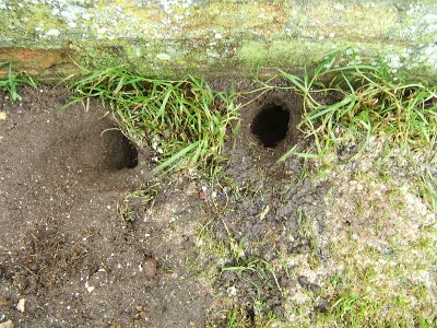 Signs of rodent infestation