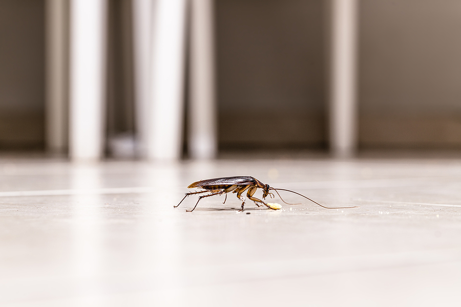 Signs of cockroaches, ants, spiders and silverfish infestation